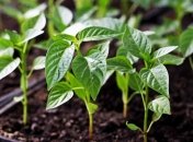 Перец - любимый овощ среди огородников