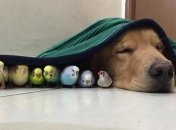 Звезды Instagram: добрый пес Боб и его друзья попугаи 