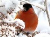 Про снегиря