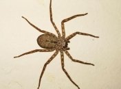 Пауки оказались способны к полету (Видео)