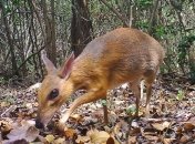 Найдены самые крошечные парнокопытные в мире