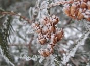 Погода на 25 ноября: в Украину идет снег