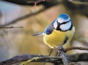 В Германии массово гибнут синицы