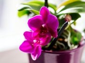 Надлишок води – основна причина загибелі орхідей