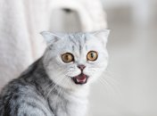 Овни, Стрільці та Водолії будуть сильно здивовані