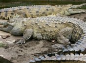Крокодил