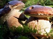 Спасатели в Матвеевском лесу преподали мастер-класс по сбору грибов