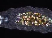 Странный материал был найден внутри тихоходки