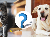 Собаки и коты