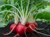 Редис — довольно неприхотливый овощ, легкий в выращивании (изображение создано с помощью ИИ)