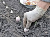 Как правильно сажать озимый чеснок