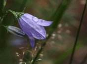 Готовьте зонтики: синоптики рассказали, где на выходных пройдут дожди