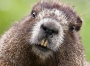 В США ученые нашли уникальный артефакт