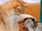 Ученые рассказали о характере человека по его домашнему любимцу