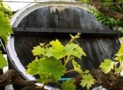 В Феодосии пройдет винный фестиваль WineFeoFest-2012