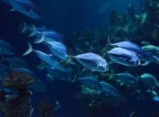 Загрязнение светом поражает рыб и зоопланктон в Арктике