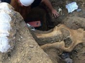 Обнаружен необычный череп мамонта