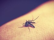 ВОЗ: Алжиру и Аргентине удалось избавиться от малярии