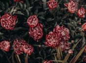 Квіти потребують особливого догляду