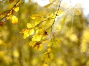 Якою буде погода в Україні наприкінці вересня