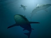 Еще до выхода предков человека на сушу: когда акулы перестали видеть цвета