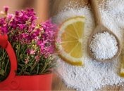 Чем подкормить комнатные цветы, чтобы не было белого налета