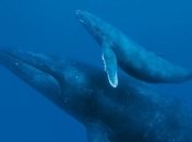 Горбатые киты массово заплывают в Селиш море