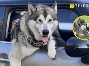 Маламут Люка