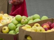 Украина значительно увеличила экспорт яблок в Европу