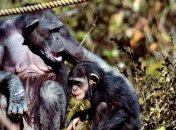 Шимпанзе свойственно ухаживать за своими братьями-инвалидами 