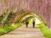 Самые красивые аллеи в мире, по которым хочется прогуляться (Фото)