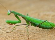 Ученые сделали неожиданное открытие о богомолах