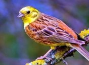 Приметы и обряды на 3 марта – День Ярила с овсянкой