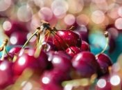 Чем полезен сок черешни?