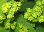 Лечим женские недуги с помощью травы манжетки