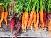 Морковь - важный источник витаминов от многих болезней