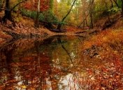 Погода в Украине на 5 ноября: дожди пройдут на западе