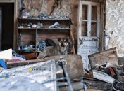 Собака, живущая на руинах в Константиновке