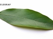 Лавровое письмо