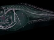 Ученые обнаружили в Атакамском желобе три новых вида глубоководных рыб