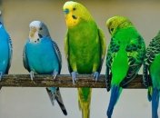 Ученые сделали сенсационное заявление о попугаях