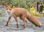 У більшості випадків лисиця намагається не зустрічатися з людьми