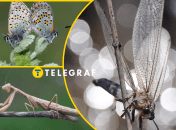 В Украине исчезают некоторые насекомые