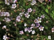 Леонтий Огуречник: приметы и обряды на 5 июня