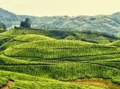 Изменение климата негативно повлияло на вкус индийского чая