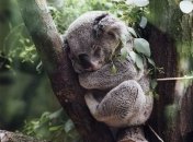 Спасенные коалы от лесных пожаров в Австралии: опубликованы редкие фото  