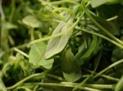 До Дніпра з Італії доставили салат рукола з карантинним шкідником