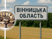 Гусениця Tenthredo vespa забарвлення сиділа в листі у Вінницькій області