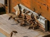 Сильные и частые порывы ветра угрожают выживанию пчел