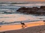 Прекрасная повседневная жизнь в Австралии (Фото)